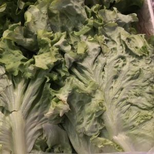 Lechuga Batavia - unidad
