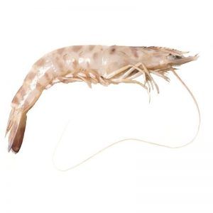 Langostino crudo Salvaje - 500g