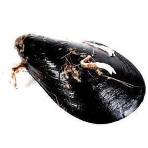 Mejillón - 500g