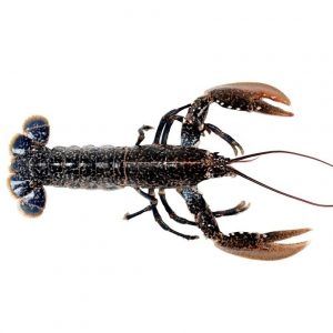 Bogavante Canadá - 500g