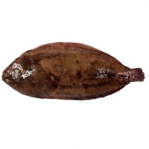 Lenguado fileteado del norte - 1kg